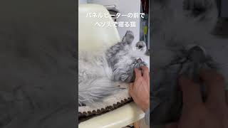 【猫品種ラガマフィン】ヘソ天で寝る猫