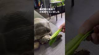 アルダブラゾウガメが小松菜を食べるだけの動画♯ローキーズ♯台風対策