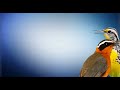 great and best bird sound collection for training your birds