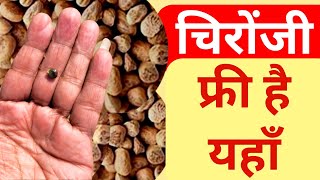 चिरोंजी का पेड़ और फल कैसा होता है | Cudpanut Or Chironji Health Benefits |