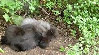 烏骨鶏の砂浴び