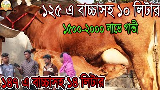 ১২৫ এ বাচ্চাসহ ১০ লিটার। ১৪৭ এ বাচ্চাসহ ১৪ লিটার। ১৫০০-২০০০লাভে গাভী। মহিলা কাস্টমার ক্রেতা যা বললেন