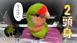 コザクラインコの可愛さを余すことなく伝えたい！