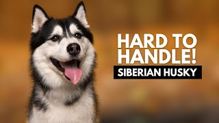10 Reasons Most People Can't Handle a Siberian Husky Dog