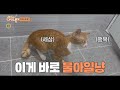 선공개 이게 바로 물아일냥 물 속성 고양이 등장★ㅣ순간포착 세상에 이런 일이 instant capture ㅣsbs story