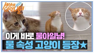 [선공개] 이게 바로 물아일냥! 물 속성 고양이 등장★ㅣ순간포착 세상에 이런 일이(Instant Capture)ㅣSBS Story