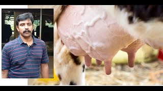 Mastitis: Prevention and Treatment | പശുക്കളിൽ അകിടുവീക്കം വന്നാൽ എന്ത് ചെയ്യണം?