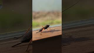 The mighty little Ichneumon Wasp Pimpla rufipes #wasp #parasitoid