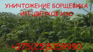 Беларусь уничтожение  Борщевика Сосновского химическим способом! Гербицидная обработка.