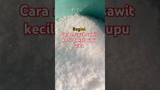 cara menabur pupuk urea di sawit kecil umur 12 bulan sesudah tanam#sawit #semuaorang