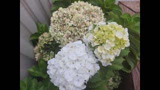 勁草嬌花 - 我家的繡球花 (Home Garden - Hydrangea) #Hydrangea #HomeGarden #繡球花 #勁草嬌花 #莫佩文