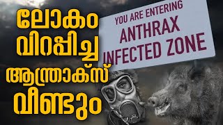 വീണ്ടും തൃശ്ശൂരിൽ ആന്ത്രാക്സ്, ഉറങ്ങിക്കിടക്കുന്ന വൈറസ്, എന്താണീ മഹാമാരി | Anthrax| Thrissur