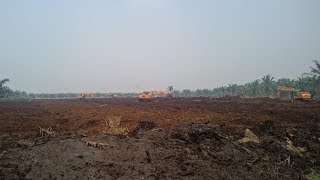 4 Hektar Kebun Sawit Milik PT Adei Plantation Terbakar, Kedalaman Gambutnya Mencapai 1 Meter lebih