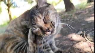 0826☀カフェオレちゃんと👴の、森のベンチの周りDeイチャイチャ💓劇場⑤😘😽🐾