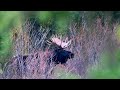 oldguydiy moose video yellowstone national park october 2024