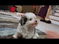 sammy cute havanese puppy. havanesepuppies