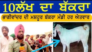 bakra mandi ਬੱਕਰਾ ਮੰਡੀ  ਭਾਗੀਵਾਂਦਰ ਦੇ ਹੋ ਰਹੇ ਨੇ ਇਲਾਕੇ ਵਿੱਚ ਚਰਚੇ