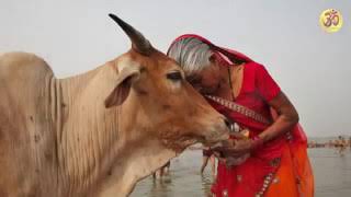 ಎದೆ ಹಾಲುಣಿಸುವ ಎರಡನೇ ತಾಯಿ ಗೋಮಾತೆಯ ಹಾಡು