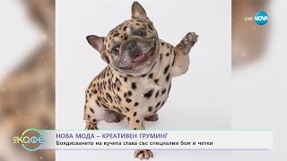 Нова мода: Креативен груминг - „На кафе“ (08.01.2025)