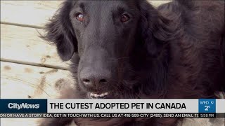Contest to crown Canada's cutest adopted pet