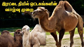 அதிசய ஆற்றலை கொண்ட இரட்டை திமில் ஒட்டகங்கள் | Camelus bactrianus