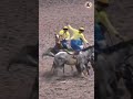 #shorts #horse #shortsviral #short #shoervideo #fypシ゚viral