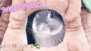 【お迎え37日目】ネザーランドドワーフととちゃん🐰が新しいお家(切り株ハウス🏡)の住人になったよ  Netherland Dwarf rabbit