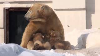 双子のシロクマお披露目  札幌の円山動物園