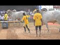 ఈ మహిళకు ఒంగోలు గిత్తలు అంటే ఎంత మమకారం women vs ongole bulls mahila