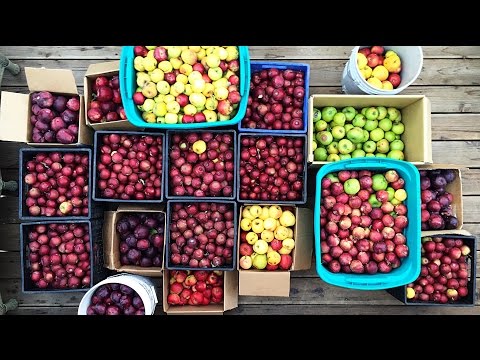 How to Make Apple Cider | The Process How to Make Apple Cider | The Process