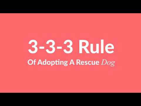 What is the 3 3 dog rule?