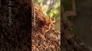 Group of Red Weaver Ants Carry Dead Insects (Food) back to their Nests—#shorts