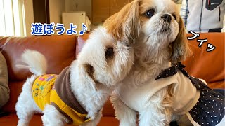 【正月vol.02】シーズーが実家の妹分のわんこと会ってきました【犬vlog】