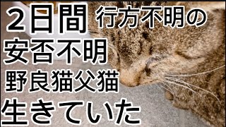 ２日間行方不明の野良猫父猫は生きていました‼︎#子猫 #野良猫