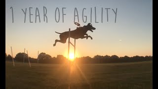 Jersey the Vizsla - 1 Year of Agility