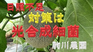 光合成細菌液肥散布 　日照不足　メロンなどに光合成細菌入り液肥を散布　邑南町　駒川農園　22.8.1