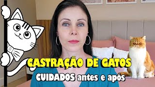 ⚠️ Como cuidar do gato/gata antes e após a castração - Gatil Hauser