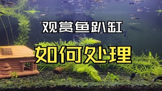 观赏鱼趴缸如何处理