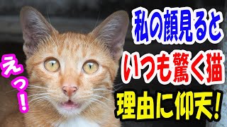 私の顔を見るといつも驚く野良猫。その理由に仰天! 【猫の不思議な話】【朗読】