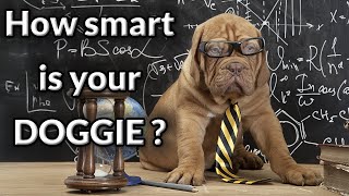 Is Your Dog a Genius ?