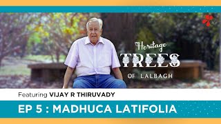 Heritage Trees of Lalbagh || Ep 05 || MADHUCA LATIFOLIA || Mr. Vijay Thiruvady || Maya Films