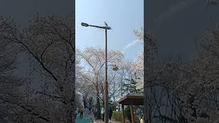 Spring Cherry Blossoms in Suwon Hwaseong Fortress