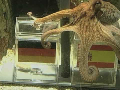 How long did Paul the Octopus live?
