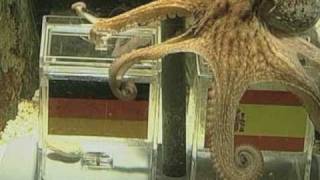 Paul the Psychic Octopus Makes World Cup Winner Prediction