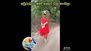 😂😂😂😂😂😂  අපෙ  අවුරුද්දට  එන  මහත්තුරු,😘😘😘😘😘