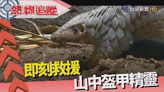 熱線追蹤 【即刻救援 穿山甲悲歌】