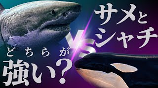 ホホジロザメVSシャチの壮絶バトル？海のハンター最強はどちらなのか？違いや共通点を徹底比較！