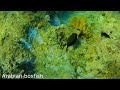 collision arabian boxfish ostracion cyanurus with black backed butterfly fish