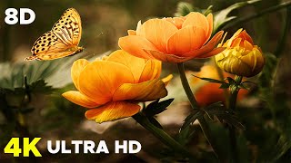 Best Meditation Music Video,Nature Forest 4K Nature scenery, Beautiful Relaxing Music