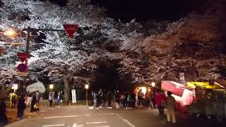 【車載】花見  熊谷の桜並木